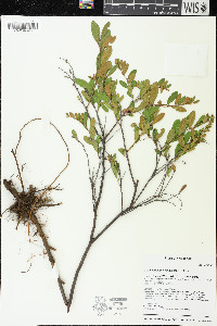 Chamaedaphne calyculata image