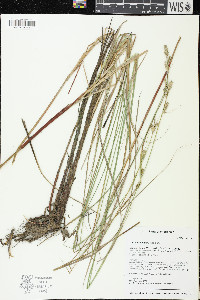 Carex buxbaumii image