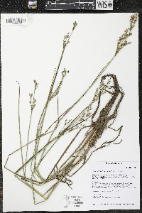 Juncus brevicaudatus image