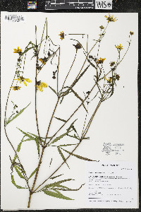 Bidens trichosperma image