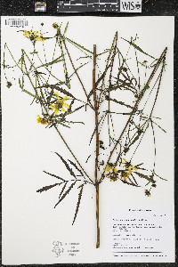 Bidens trichosperma image