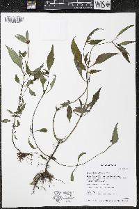 Bidens connata image