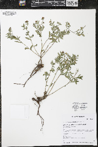 Crocanthemum bicknellii image