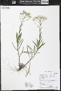 Solidago ptarmicoides image
