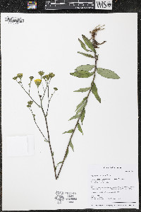 Hieracium scabrum image