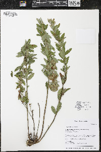 Lespedeza capitata image