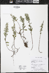 Crocanthemum bicknellii image