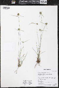 Cyperus lupulinus image