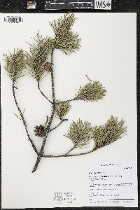 Pinus banksiana image