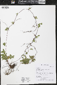 Fragaria vesca image