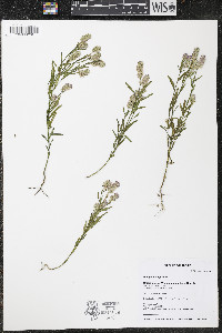Polygala sanguinea image
