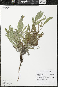 Phacelia hastata image