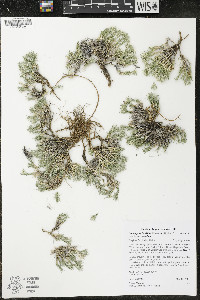 Eremogone franklinii image