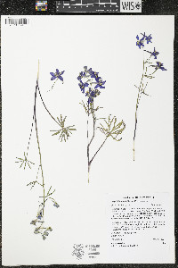 Delphinium nuttallianum image