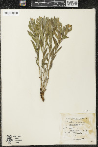 Lithospermum canescens image