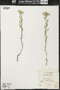 Lithospermum canescens image