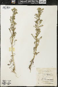 Matricaria discoidea image