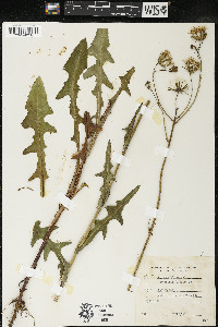 Sonchus arvensis image