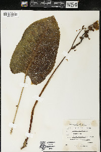 Silphium terebinthinaceum image