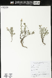 Salvia axillaris image