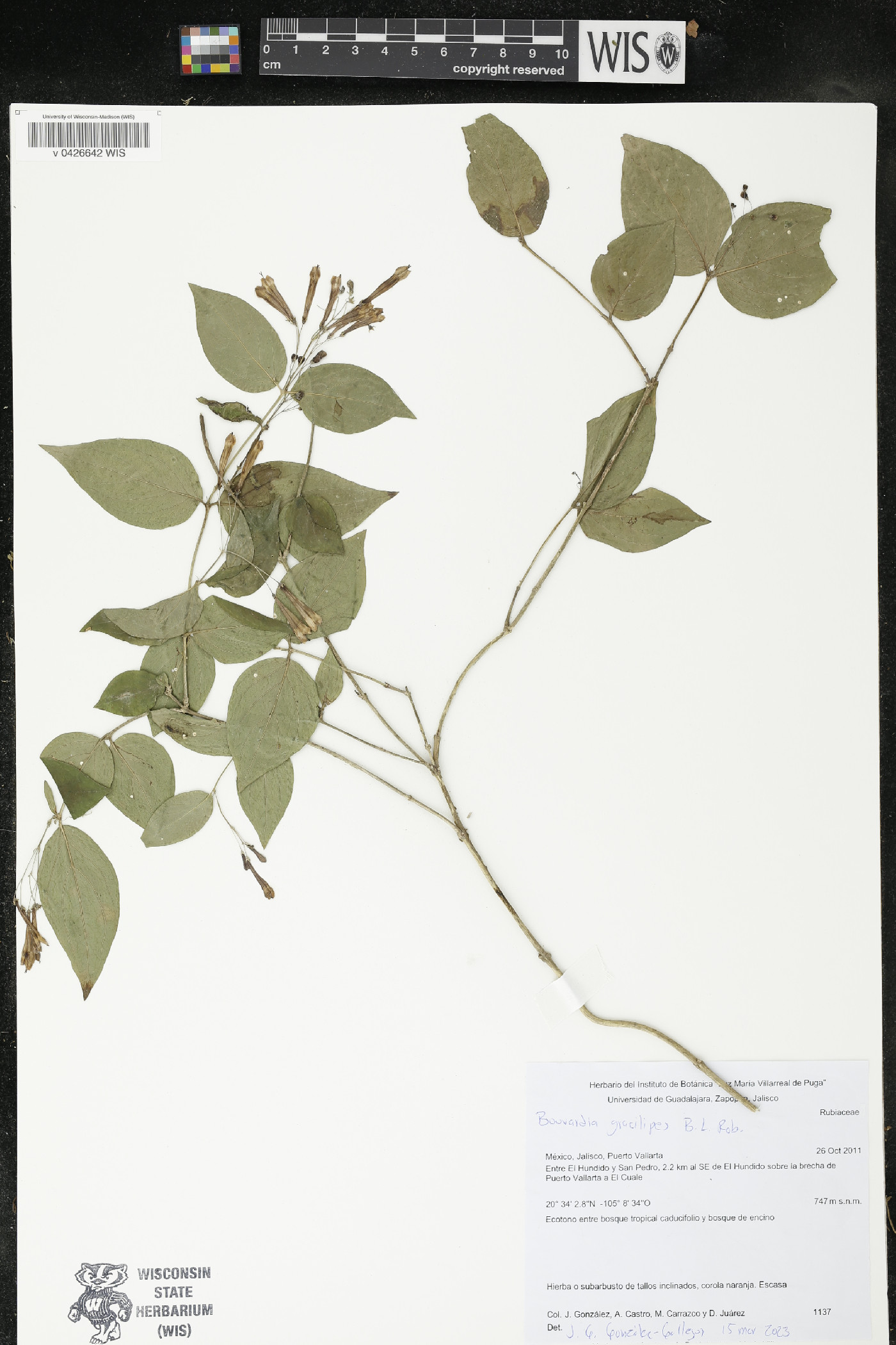 Bouvardia gracilipes image