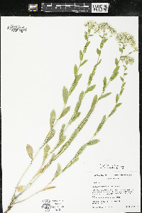 Lepidium draba image