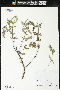 Agastache eplingiana image