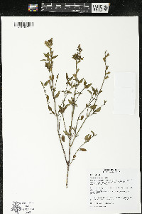 Salvia microphylla image