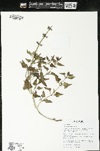 Salvia prunelloides image