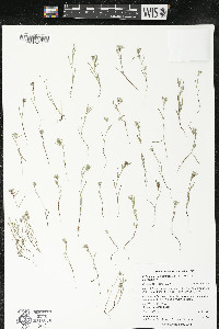 Polygonum polygaloides subsp. polygaloides image