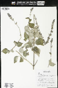 Salvia urolepis image