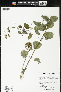 Smilax lasioneura image