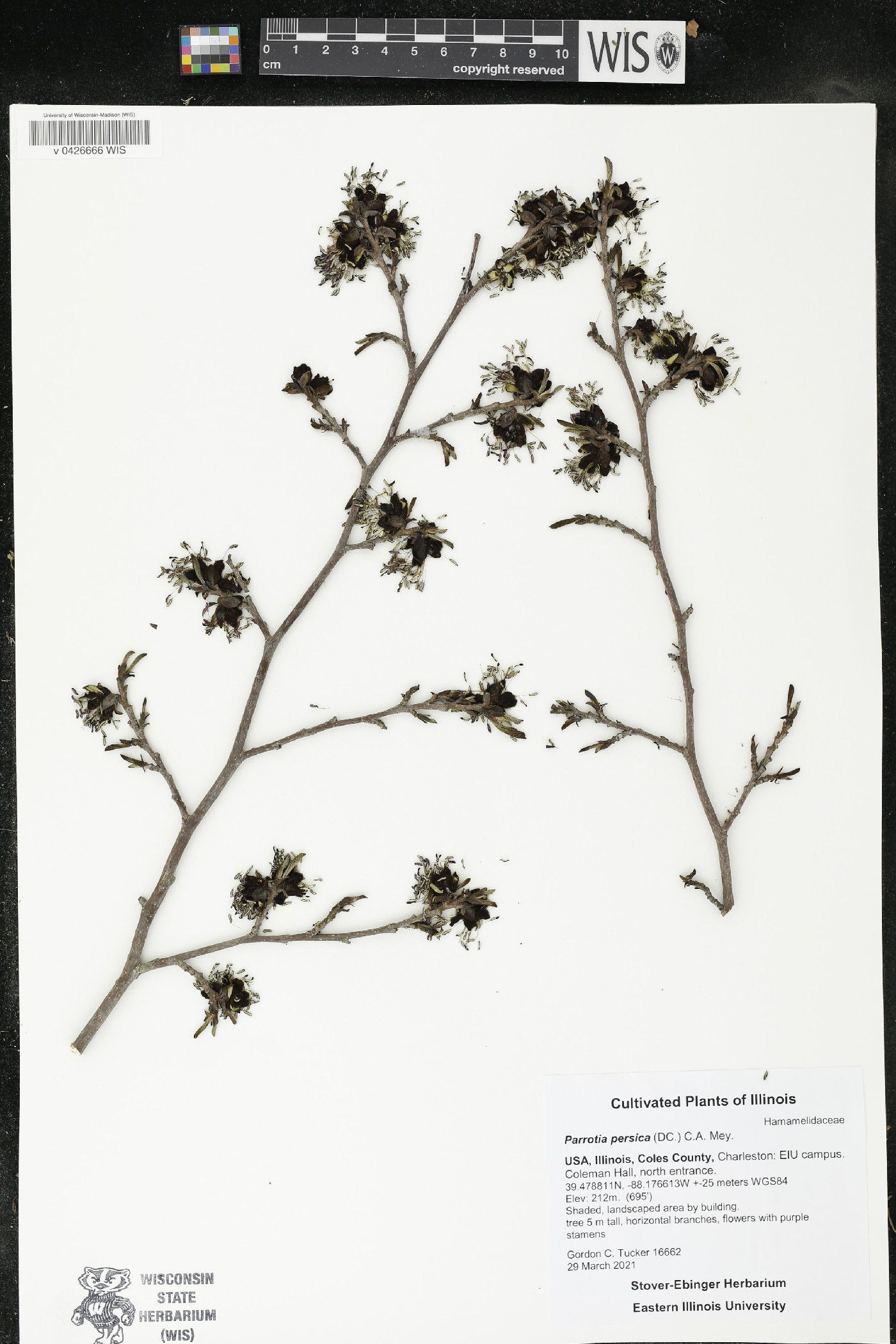 Parrotia persica image