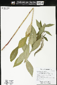 Lysimachia clethroides image