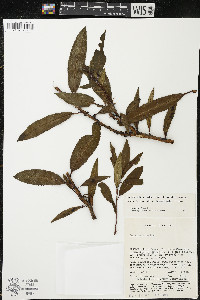 Comarostaphylis discolor image