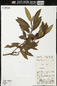 Comarostaphylis discolor image