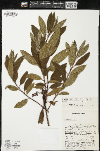 Comarostaphylis discolor image