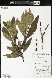 Comarostaphylis discolor image