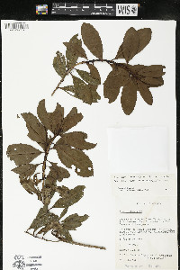 Comarostaphylis discolor image