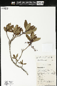 Comarostaphylis discolor image