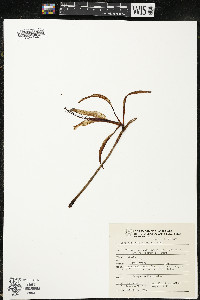 Sprekelia formosissima image