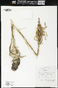 Pitcairnia abundans image