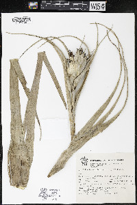 Tillandsia capitata image