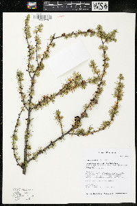 Larix laricina image