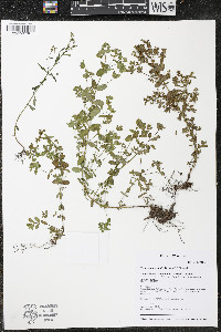 Hypericum boreale image