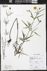 Bidens aristosa image