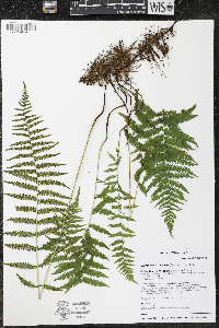 Coryphopteris simulata image