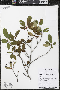Aronia melanocarpa image