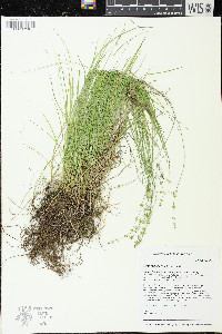 Carex radiata image