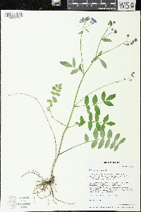 Polemonium reptans image